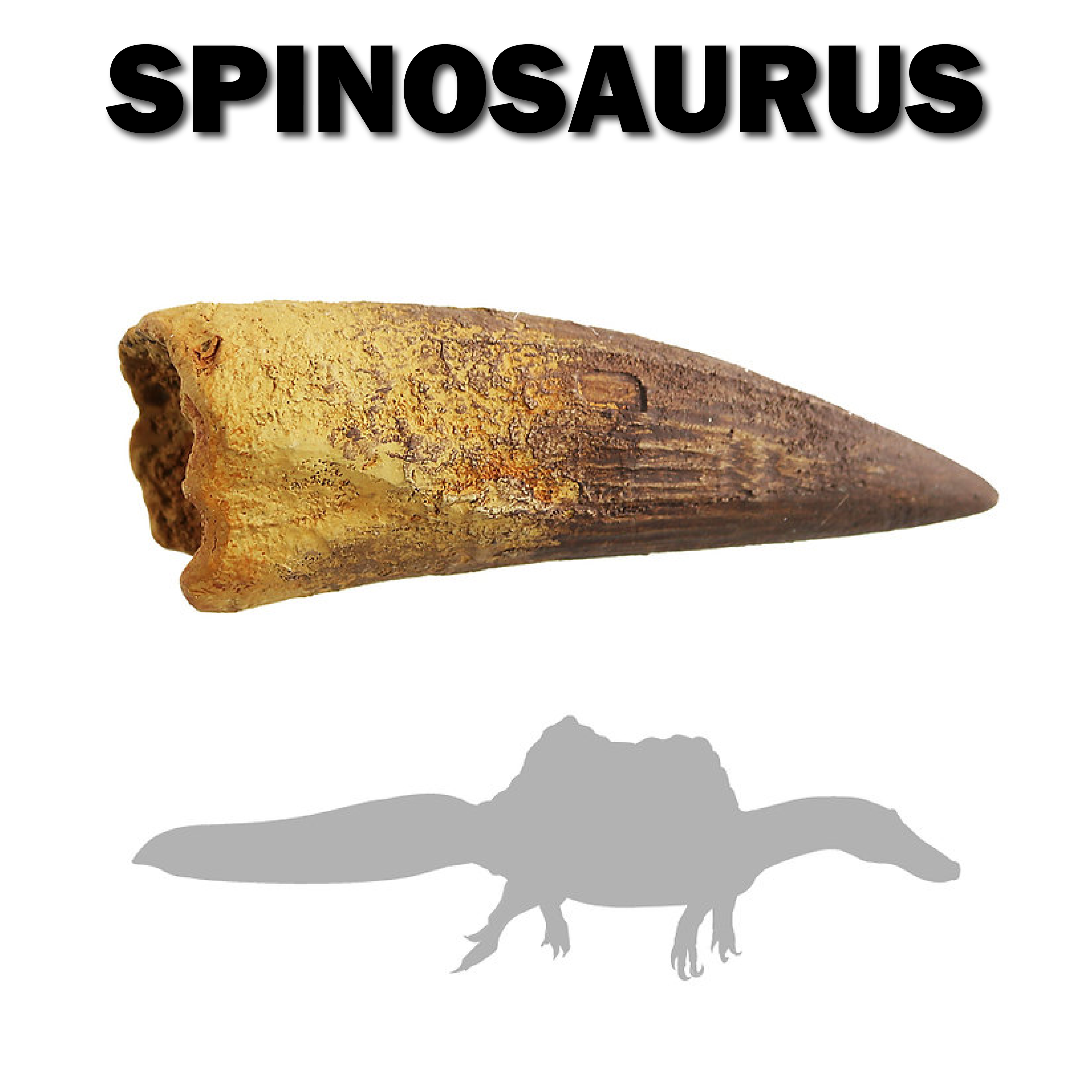 Buy 2025 spinosaurus tooth