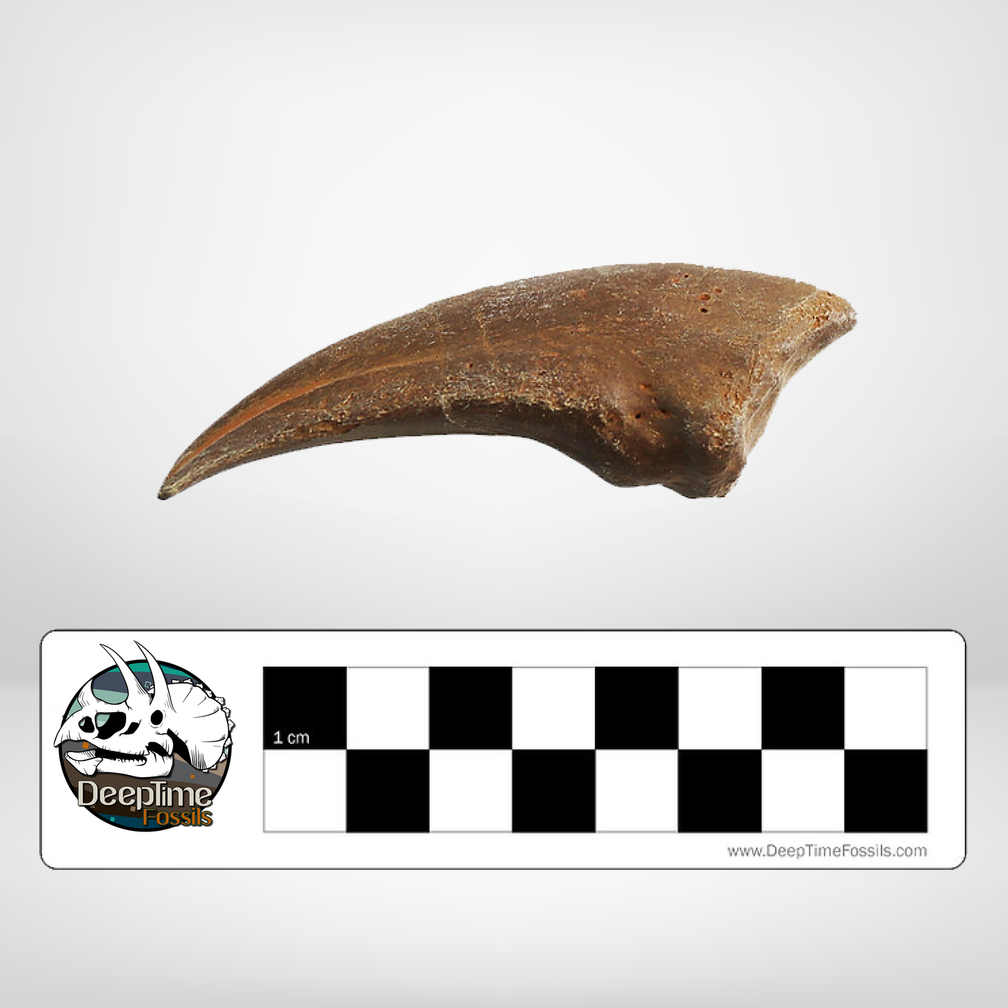 Alioramus Foot Claw | Replica Fossil