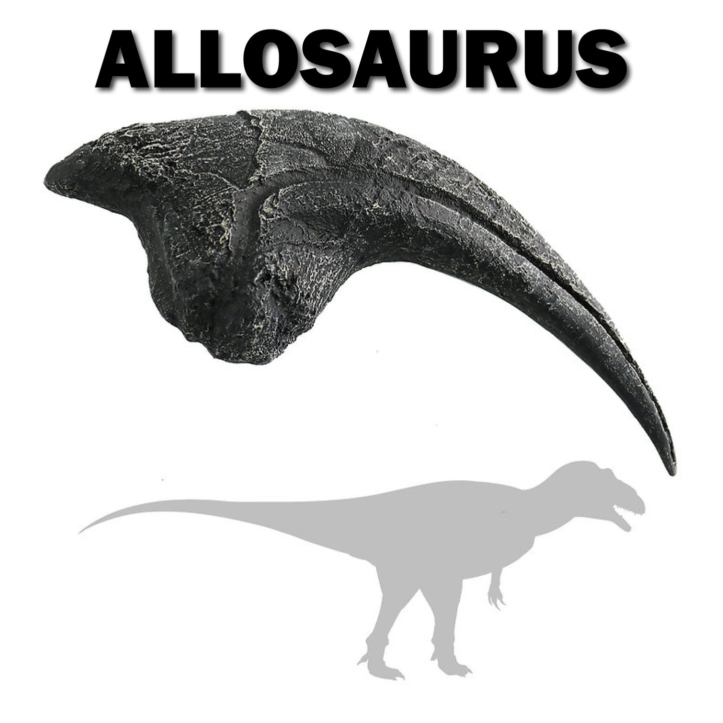 Allosaurus sp. Hand Claw | Replica Fossil
