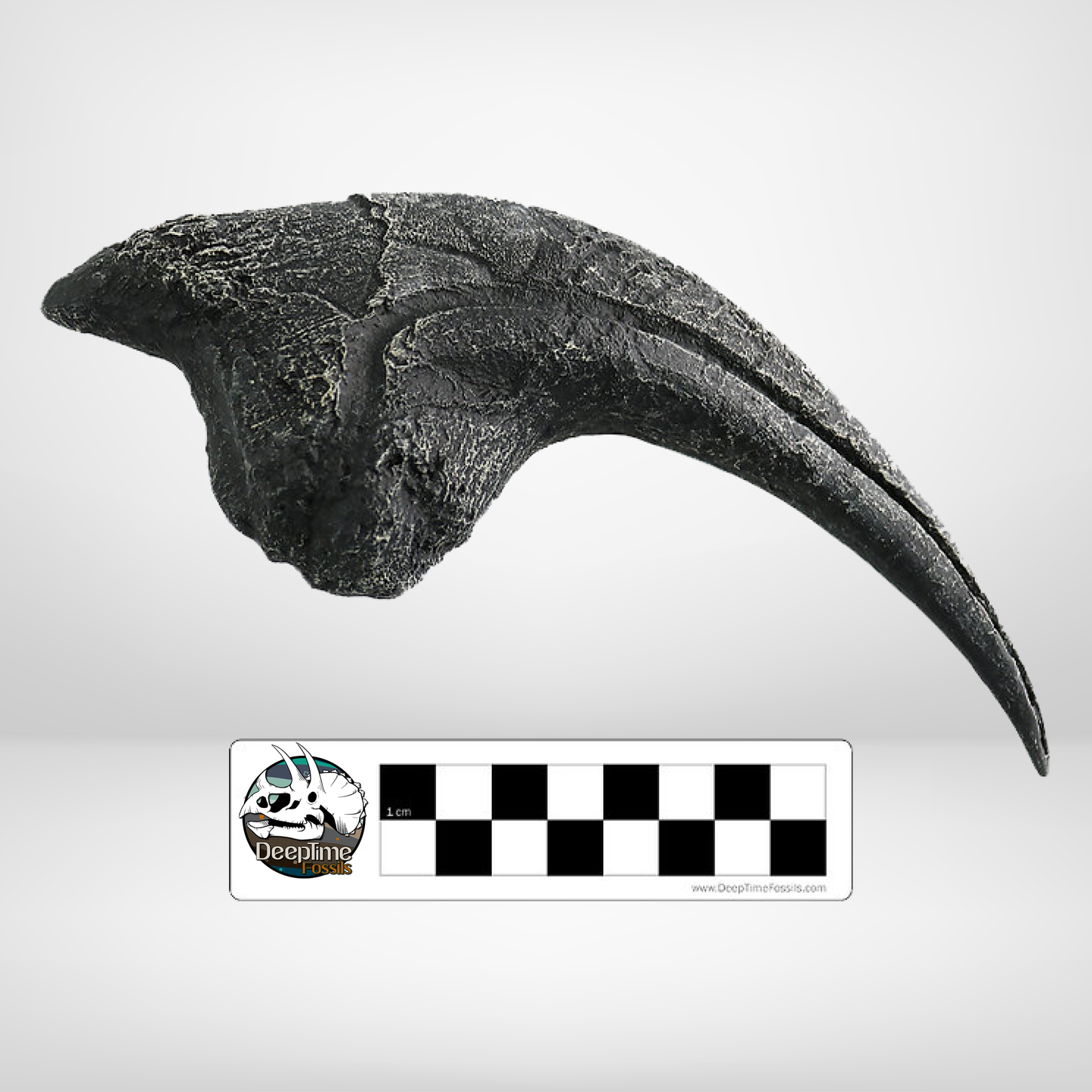 Allosaurus sp. Hand Claw | Replica Fossil