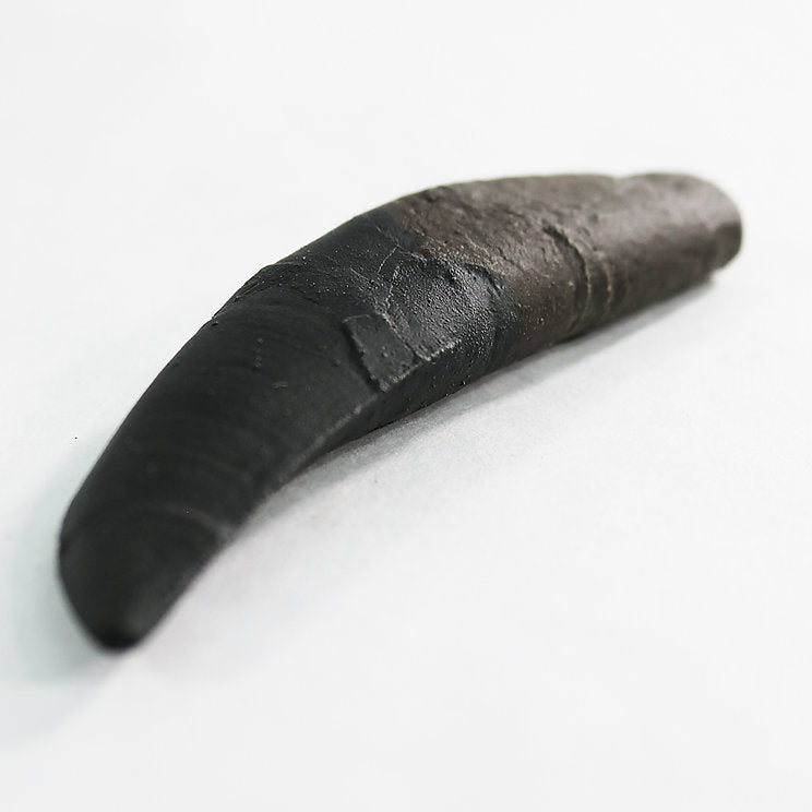 Allosaurus sp. Tooth with Root | Replica Fossil