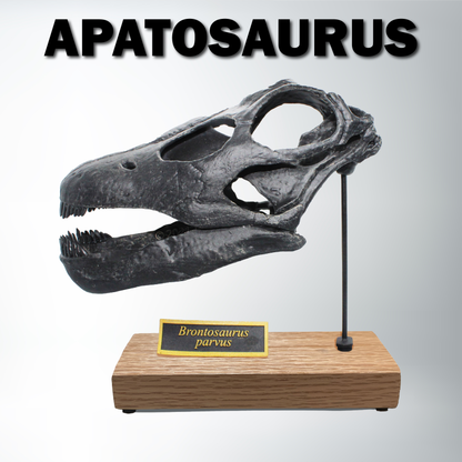 Apatosaurus Sculpted Skull