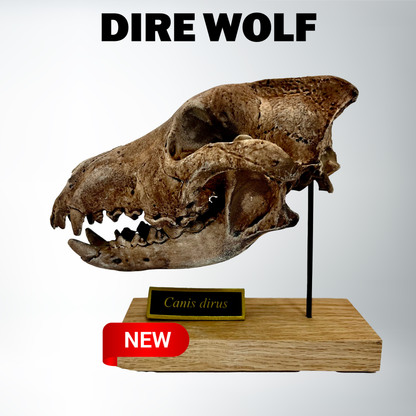 Canis dirus Scale Model Skull | Dire Wolf | Replica Fossil