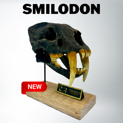 Smilodon fatalis | Scale Model Skull | Saber-Toothed Tiger | Replica Fossil