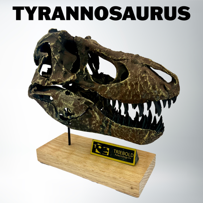 Tyrannosaurus rex Scale Skull Replica
