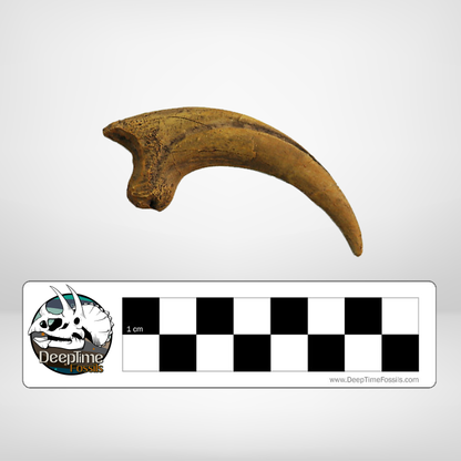 Deinonychus Killing Claw | Replica Fossil