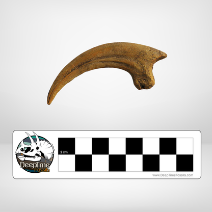 Deinonychus Killing Claw | Replica Fossil