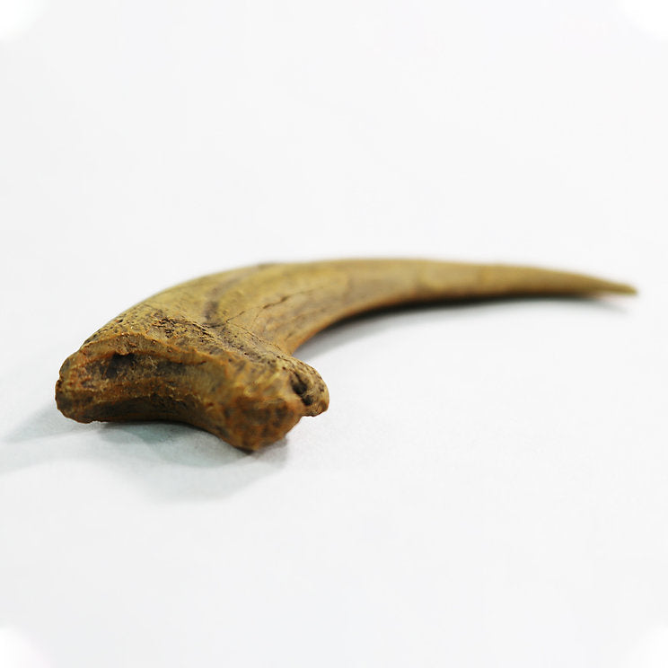 Deinonychus Raptor Dinosaur Claw Replica - Museum Quality Cast