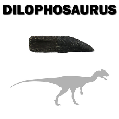 Dilophosaurus Tooth | Replica Fossil