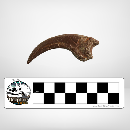 Dromaeosaurus Killing Claw | Replica Fossil