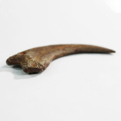 Dromaeosaurus Killing Claw | Replica Fossil