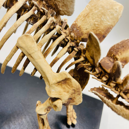 1/18th Scale Stegosaurus stenops Skeleton