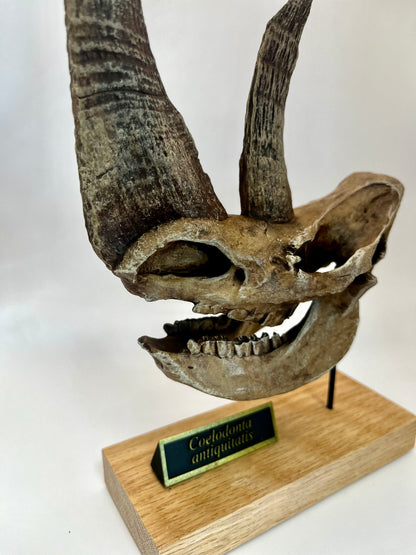 Woolly Rhinoceros Skull | Coelodonta antiquitatis