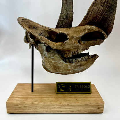 Woolly Rhinoceros Skull | Coelodonta antiquitatis