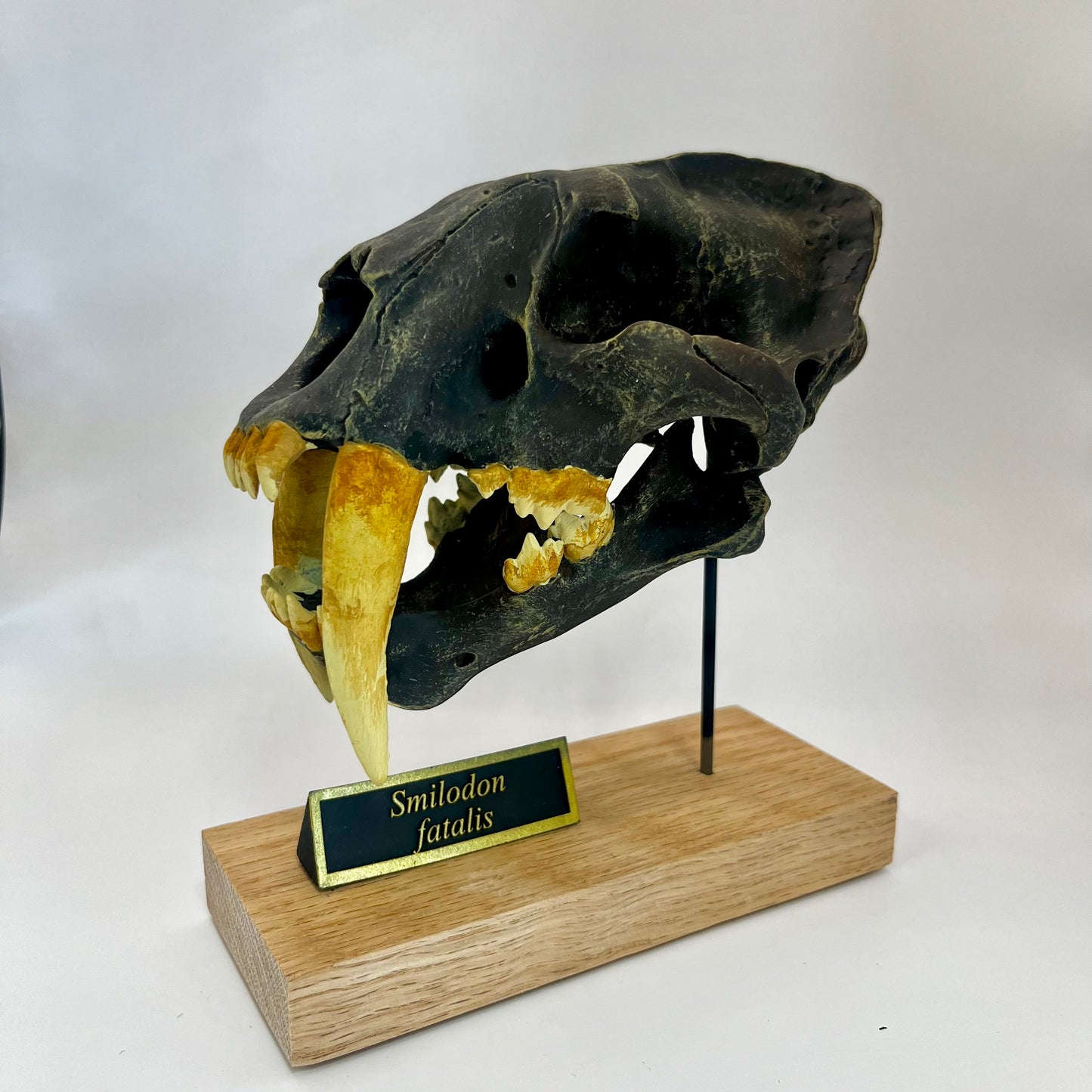 Smilodon fatalis | Scale Model Skull | Saber-Toothed Tiger | Replica Fossil