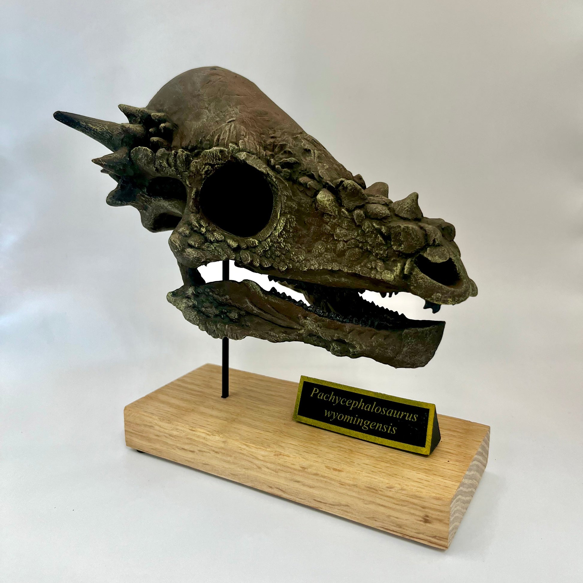 Pachycephalosaurus wyomingensis Skull – Lance Fm Specimen – Display Replica  – Black Hills Institute