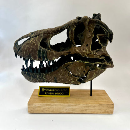 Tyrannosaurus rex Scale Skull Replica