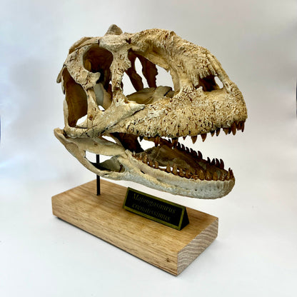 Majungasaurus Scaled Skull | Replica Fossil