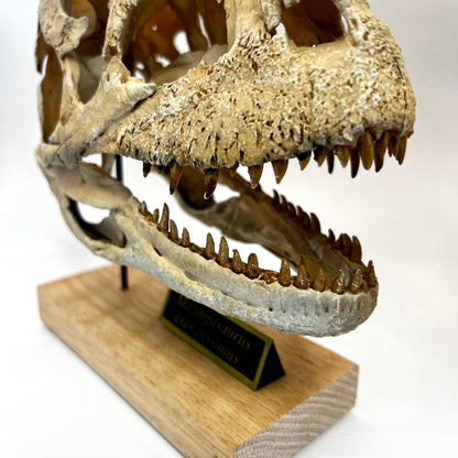 Majungasaurus Scaled Skull | Replica Fossil
