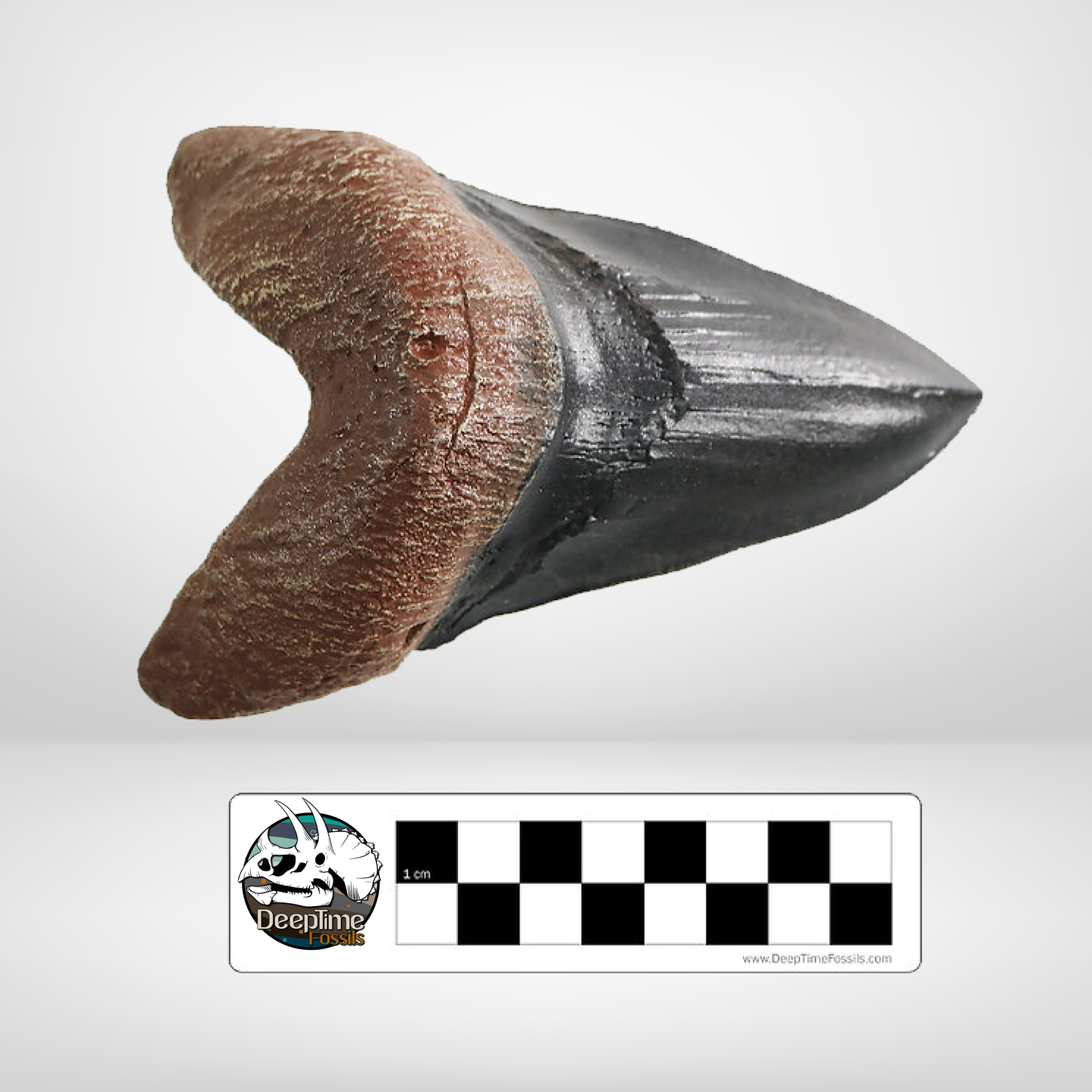Megalodon Shark Tooth | Replica Fossil