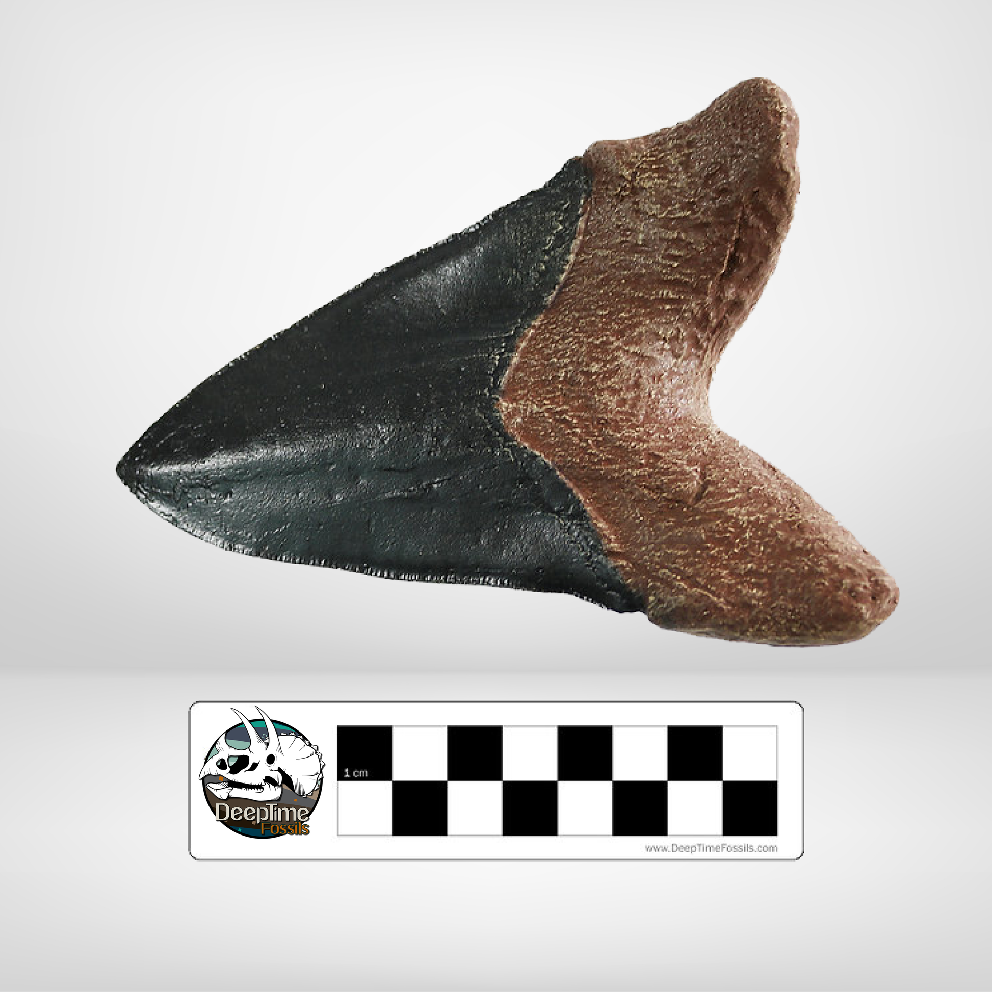 Megalodon tooth fossil price 2025