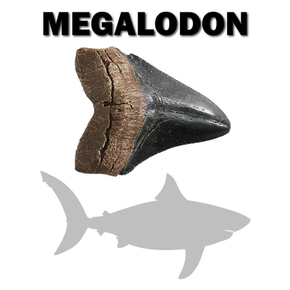 Megalodon Shark Tooth - Small | Replica Fossil