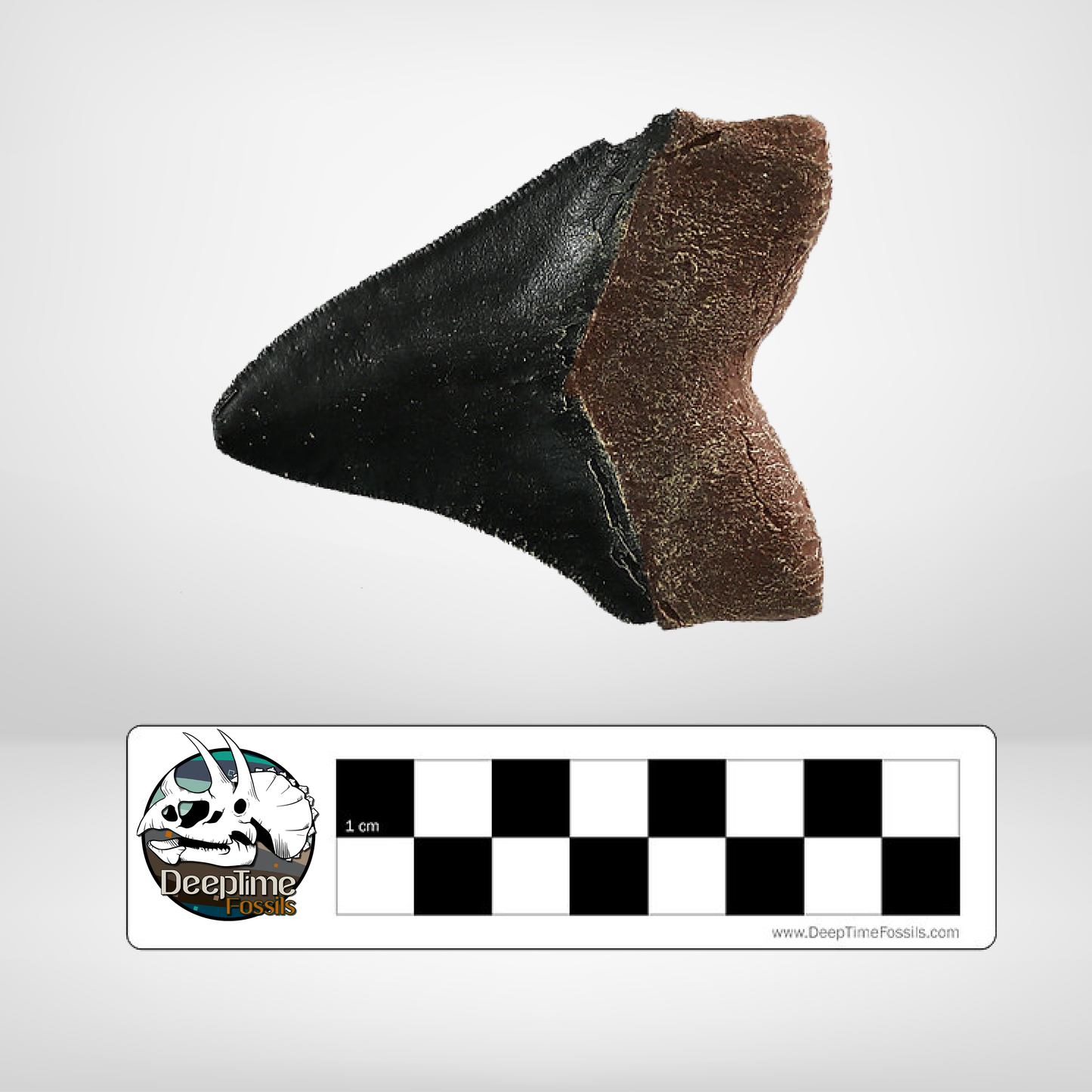 Megalodon Shark Tooth - Small | Replica Fossil