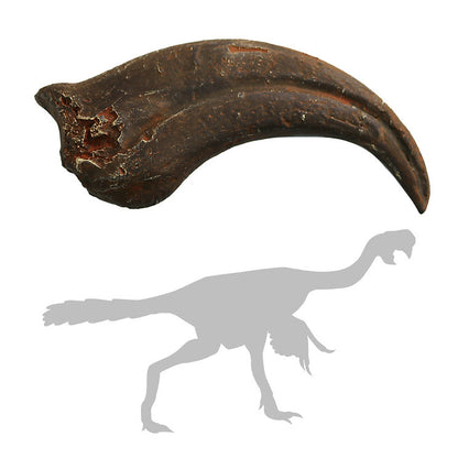 Oviraptor sp. Hand Claw | Replica Fossil