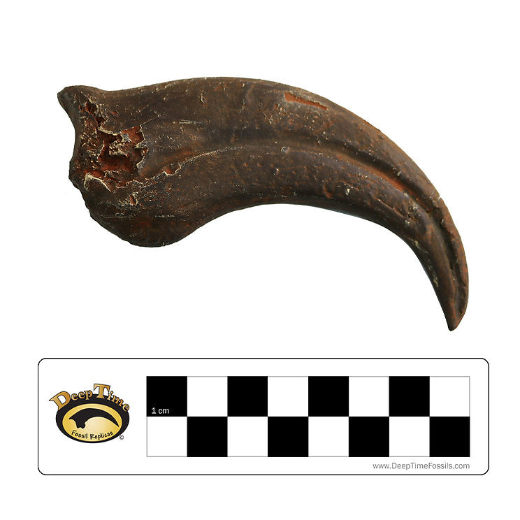 Oviraptor sp. Hand Claw | Replica Fossil