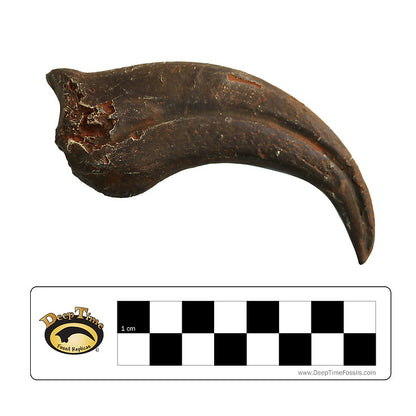 Oviraptor sp. Hand Claw | Replica Fossil