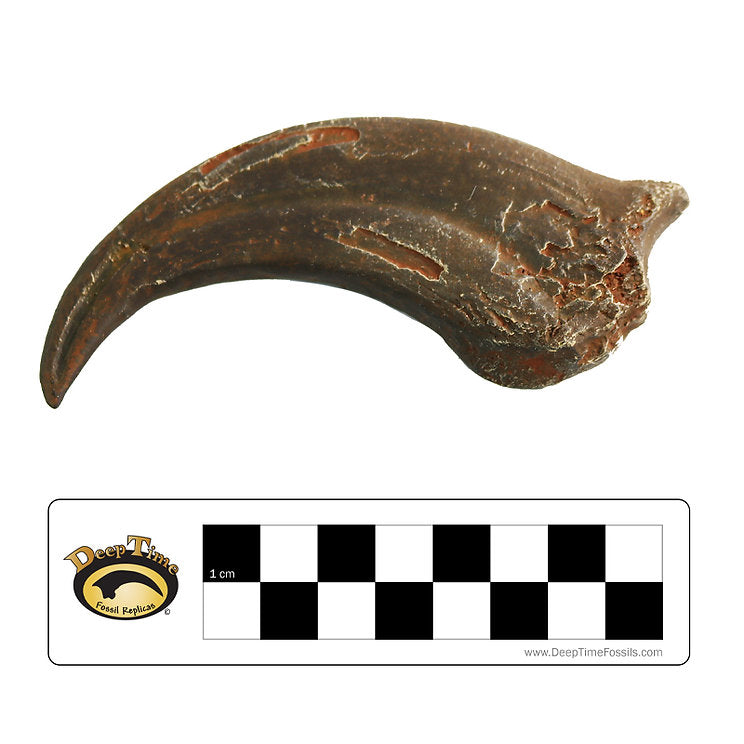 Oviraptor sp. Hand Claw | Replica Fossil