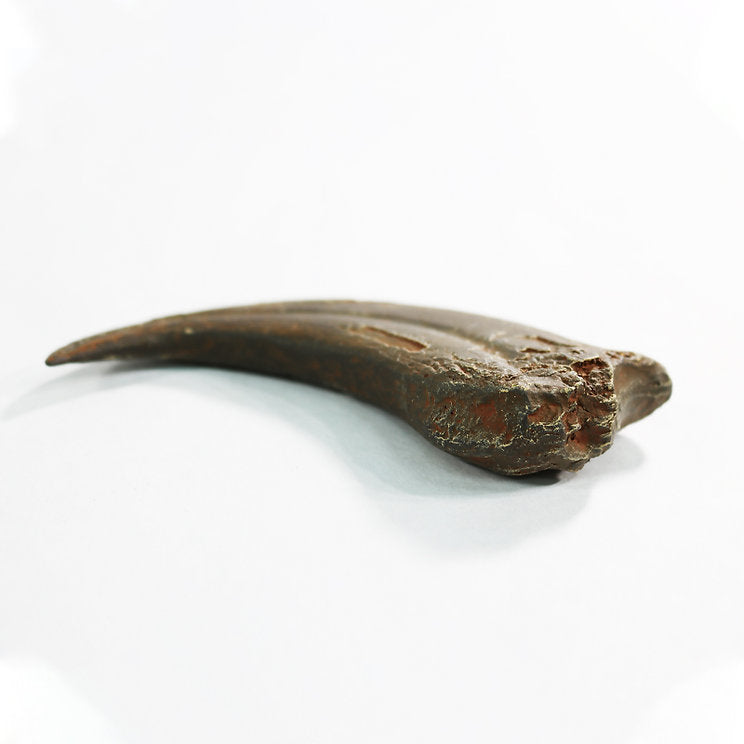 Oviraptor sp. Hand Claw | Replica Fossil