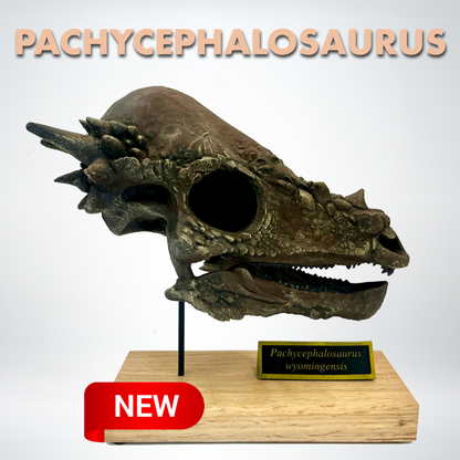 Pachycephalosaurus wyomingensis Scale Model Skull | Replica Fossil