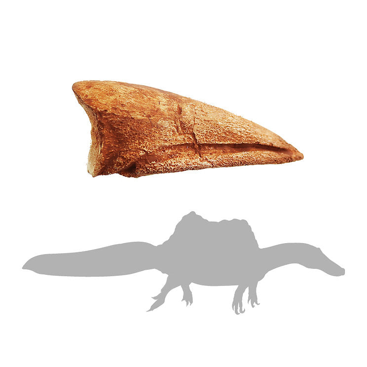 Spinosaurus Foot Claw | Replica Fossil | Replica Fossil