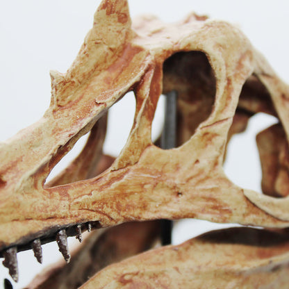 Spinosaurus aegyptiacus Scale Skull Replica