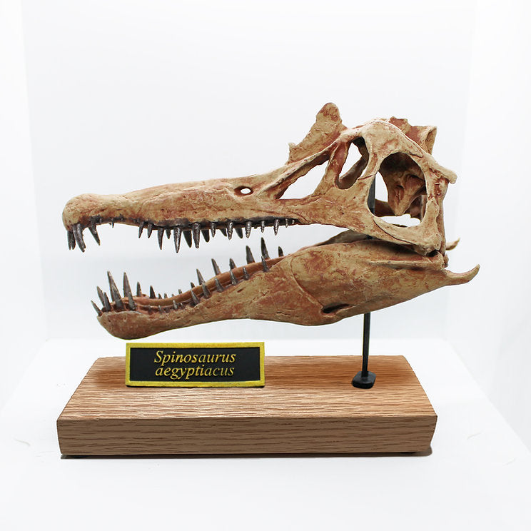 Spinosaurus bones 2025 for sale