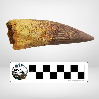Spinosaurus - Large Tooth | Replica Fossil