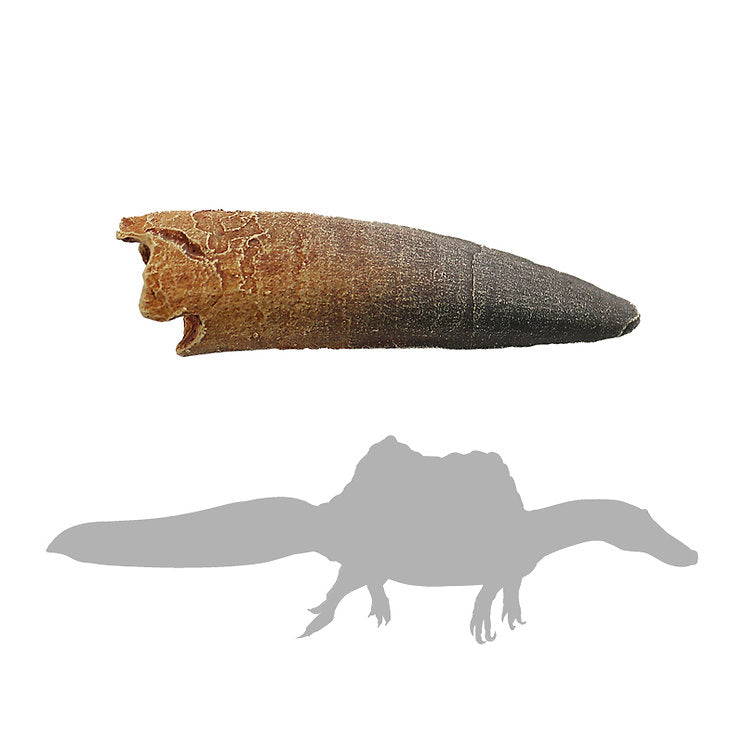 Spinosaurus - Small Tooth | Replica Fossil