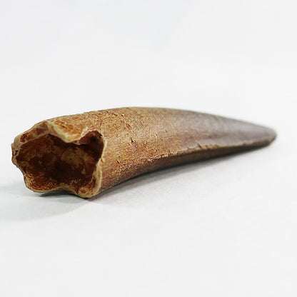 Spinosaurus - Small Tooth | Replica Fossil