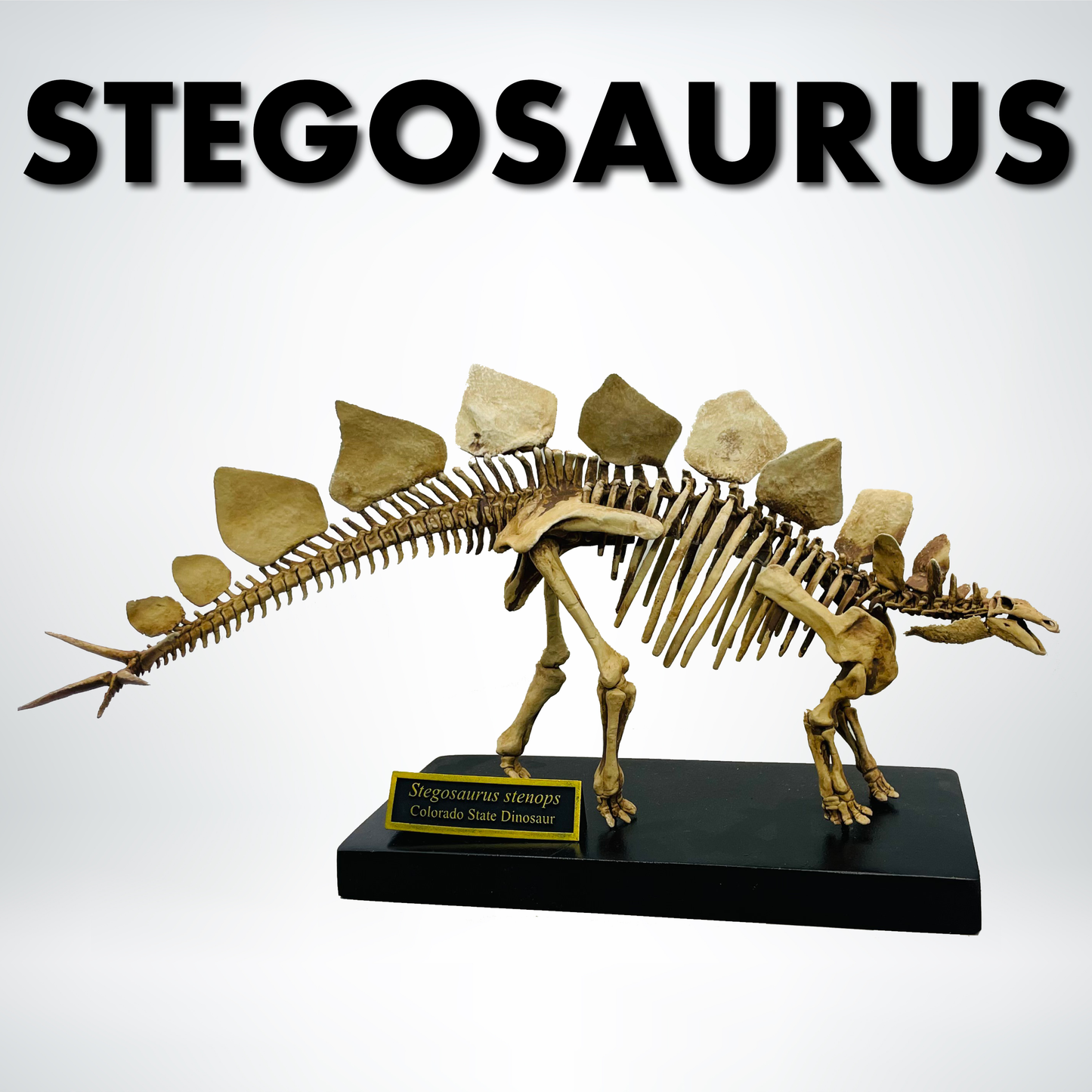 1/18th Scale Stegosaurus stenops Skeleton