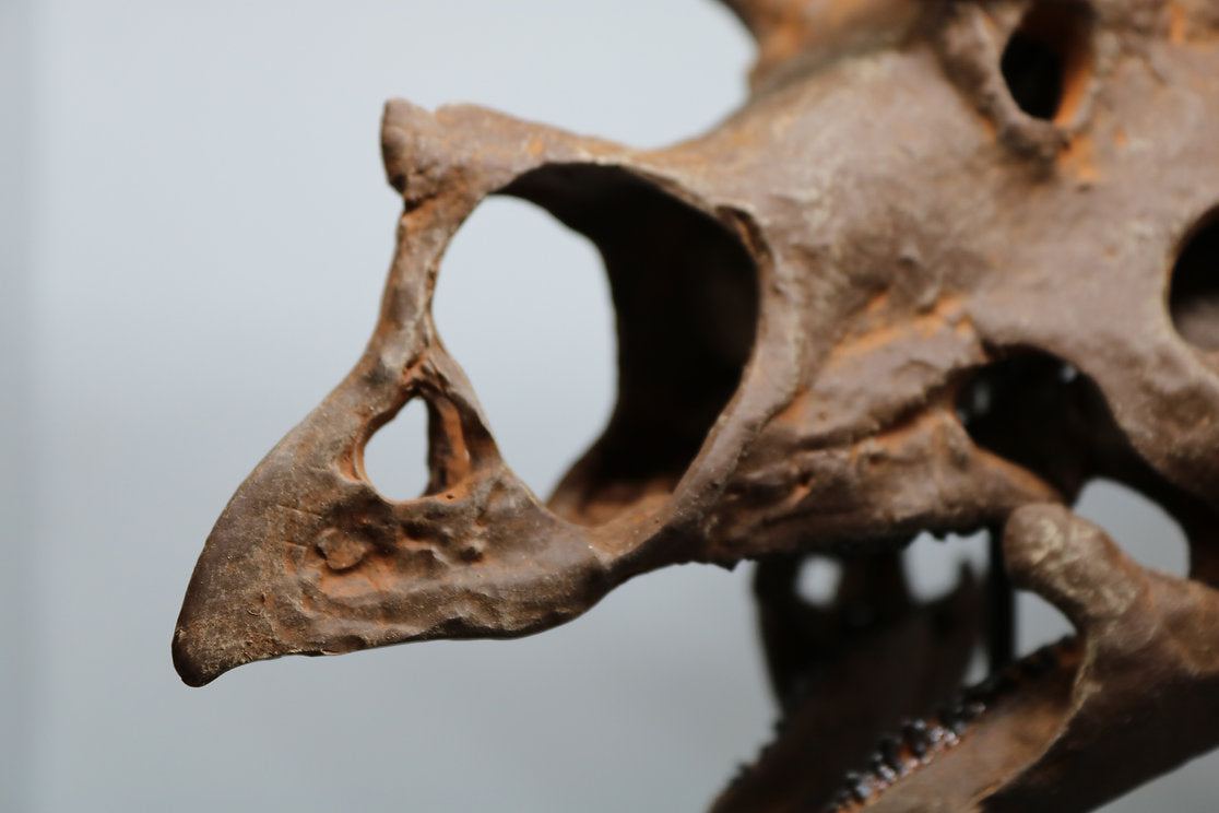 Torosaurus Restored & Scanned Skull