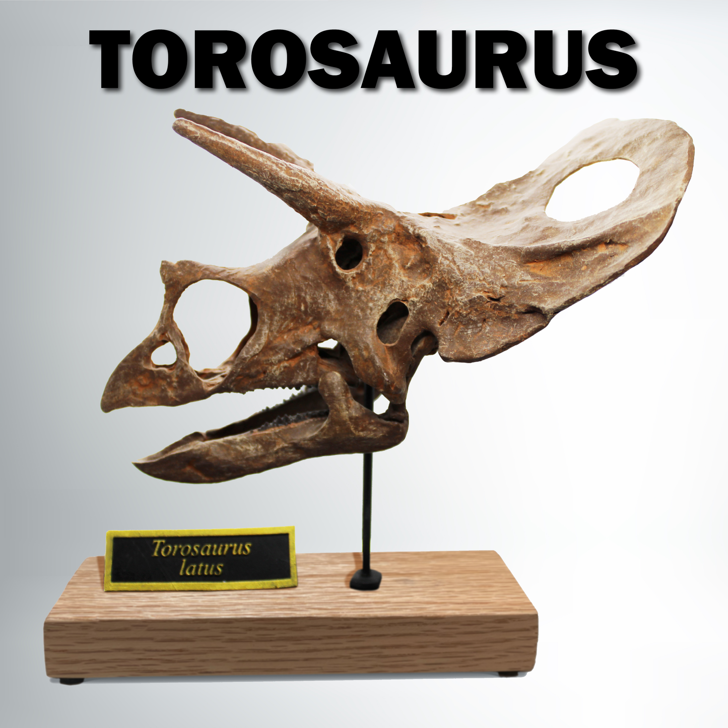 Torosaurus Restored & Scanned Skull