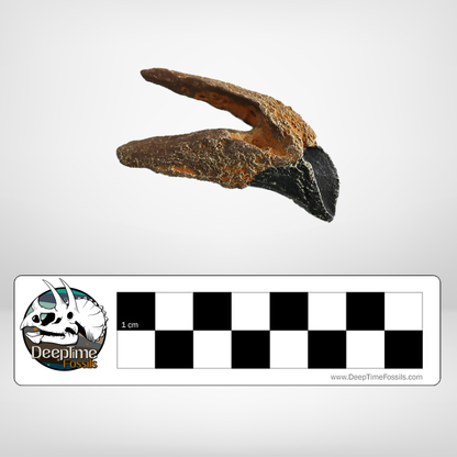 Triceratops horridus Tooth | Replica Fossil