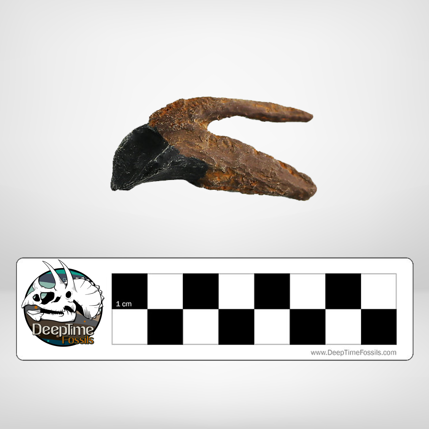 Triceratops horridus Tooth | Replica Fossil