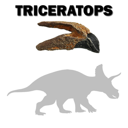 Triceratops horridus Tooth | Replica Fossil