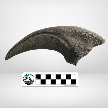 Tyrannosaurus rex Foot Claw | Replica Fossil