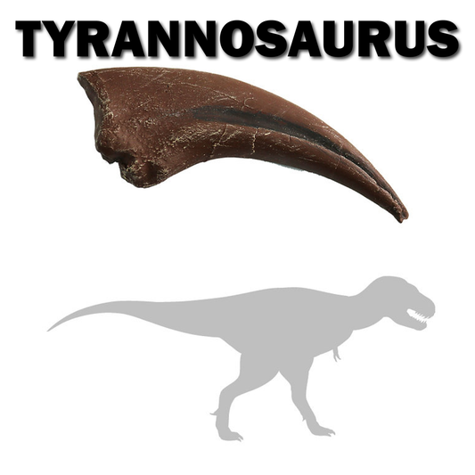 Tyrannosaurus rex Hand Claw | Replica Fossil