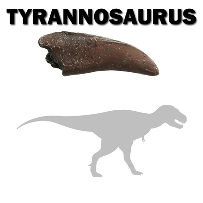 Tyrannosaurus rex Maxillary Tooth | Replica Fossil
