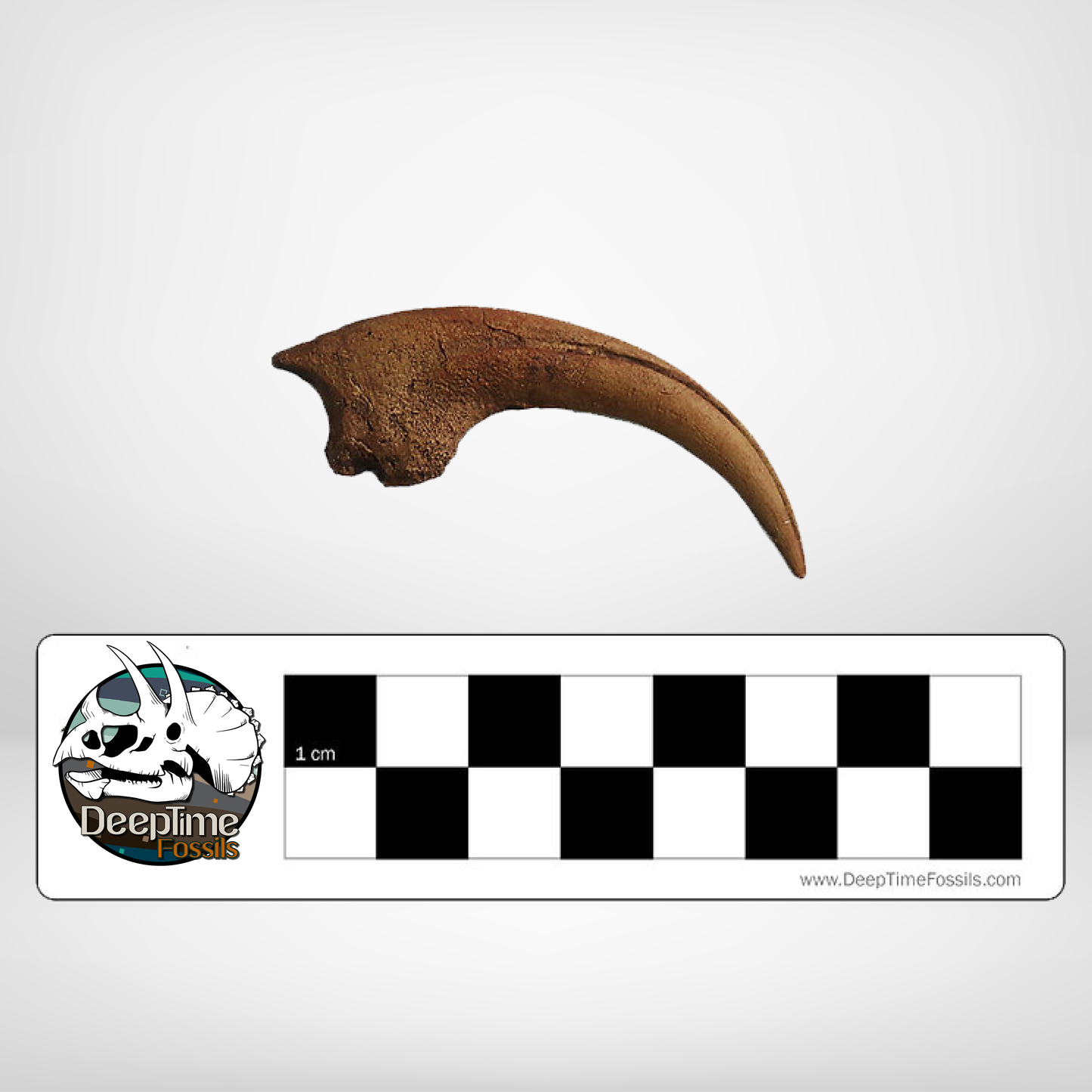 Velociraptor Killing Claw - Single Claw | Replica Fossil