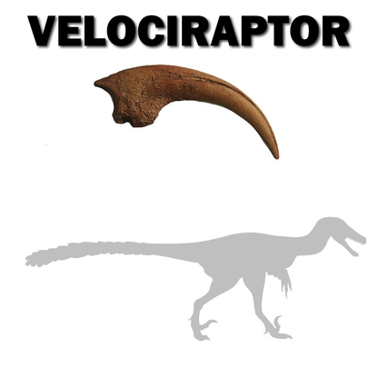 Velociraptor Killing Claw - Single Claw | Replica Fossil